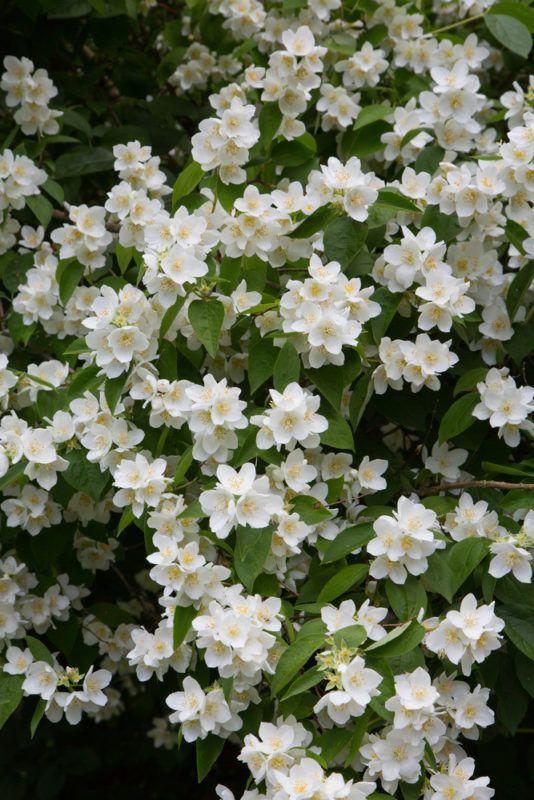Moonlit Mountain Association workshop space where corporate flower arrangements are designed and prepared for business delivery